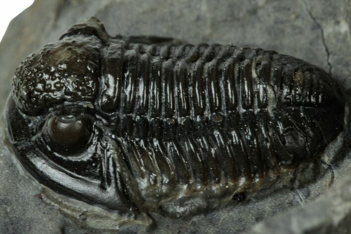 Detailed Gerastos Trilobite Fossil - Morocco #311234